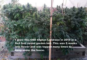 Afghan