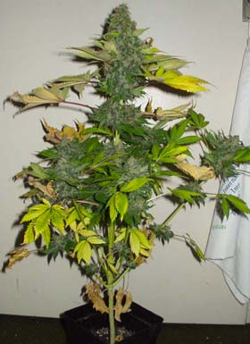 Afghani1