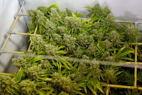 Allkush