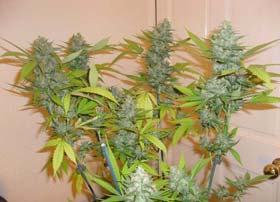 Blue Mystic