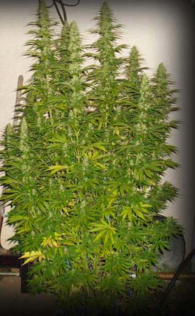 G13 Haze