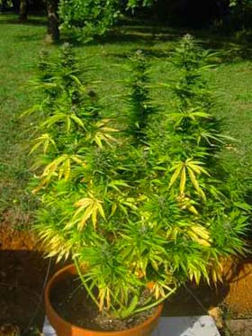 Ruderalis Skunk