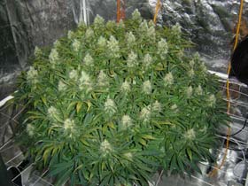 Vanilla Kush