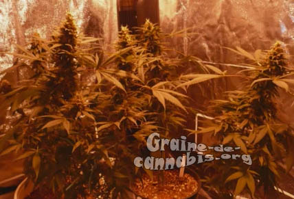 b-52-weed