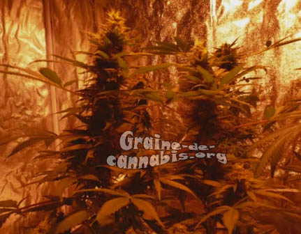 b-52-big-bud