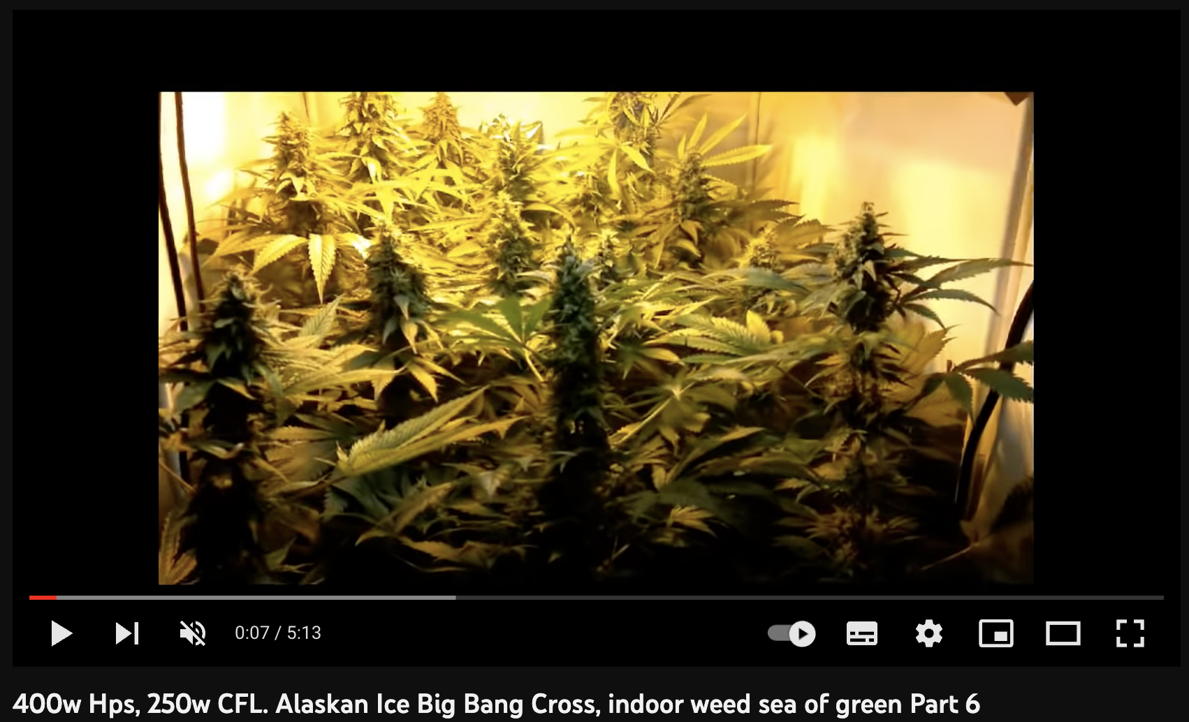 cannabis big bang