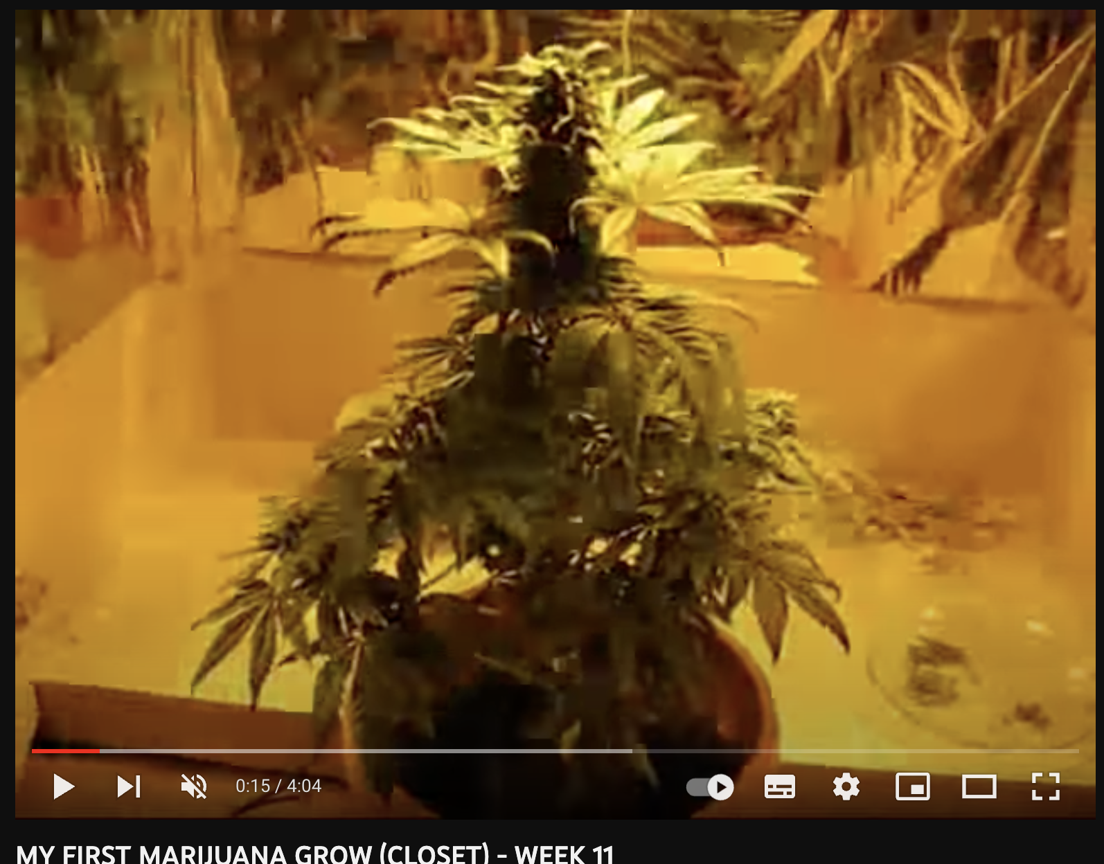 video big-bang cannabis