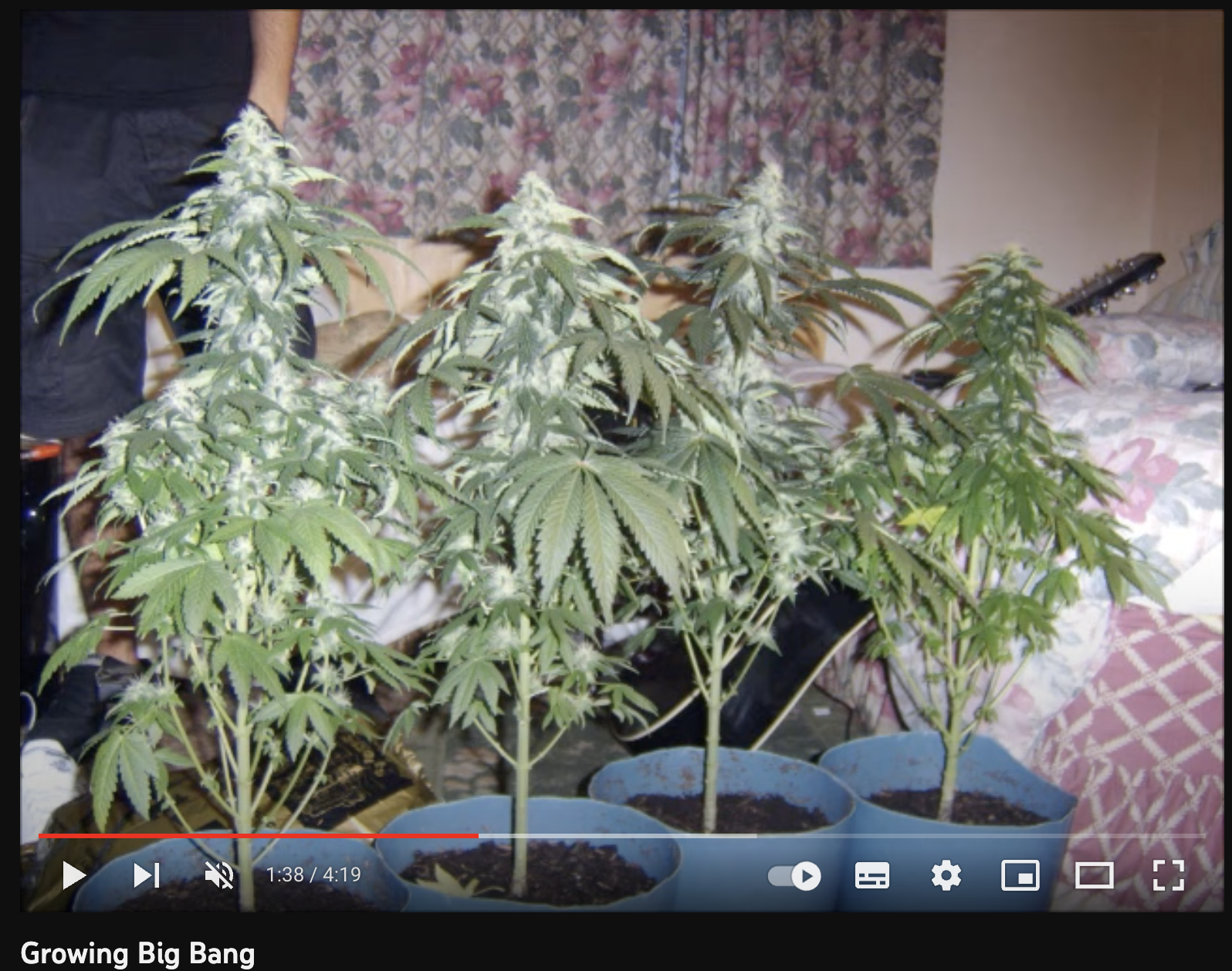 video big-bang cannabis
