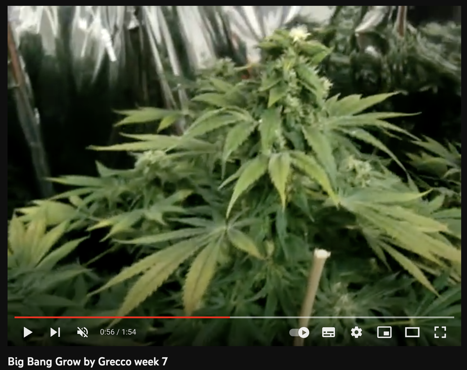 video big bang cannabis