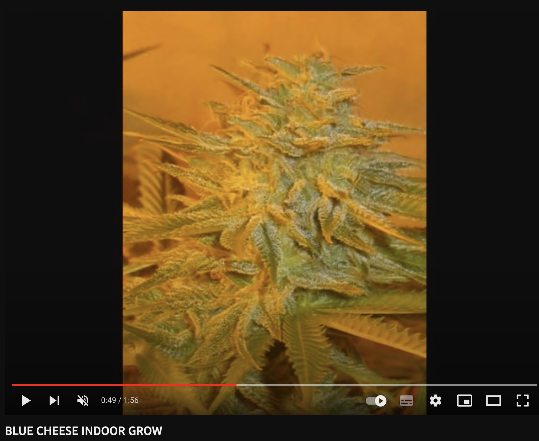 super video big buddha blue cheese