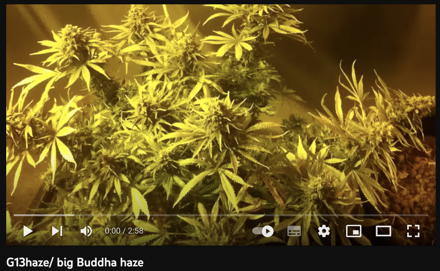 cannabis big buddha haze video