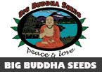 Big buddha seeds