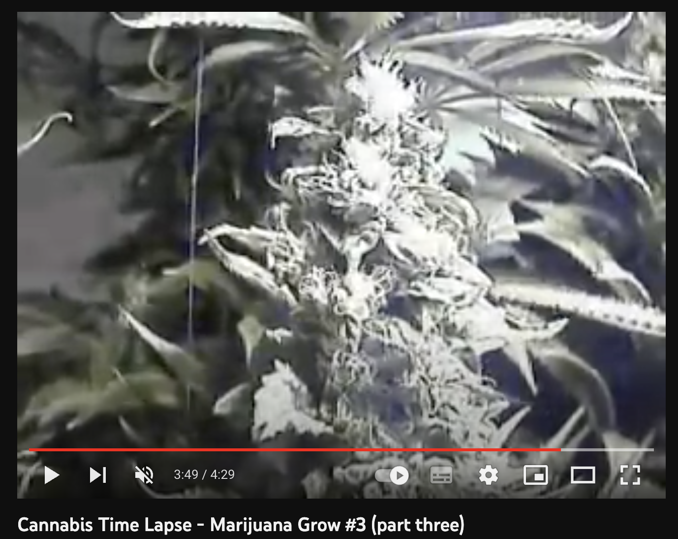 video cannabis brainstorm