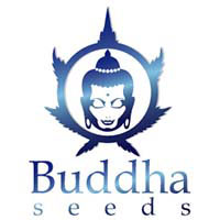 Buddha Seeds