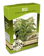 b-52-cannabis-seeds