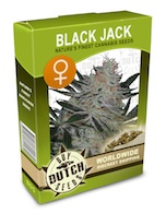 big-bud-cannabis-seeds