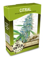 citral-cannabis-seeds