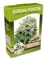 durban-poison-cannabis-seeds
