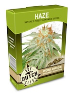 haze-cannabis-seeds