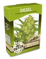 nyc-diesel-cannabis-seeds