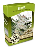 shiva-cannabis-seeds