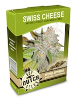 swiss-cheese-cannabis-seeds