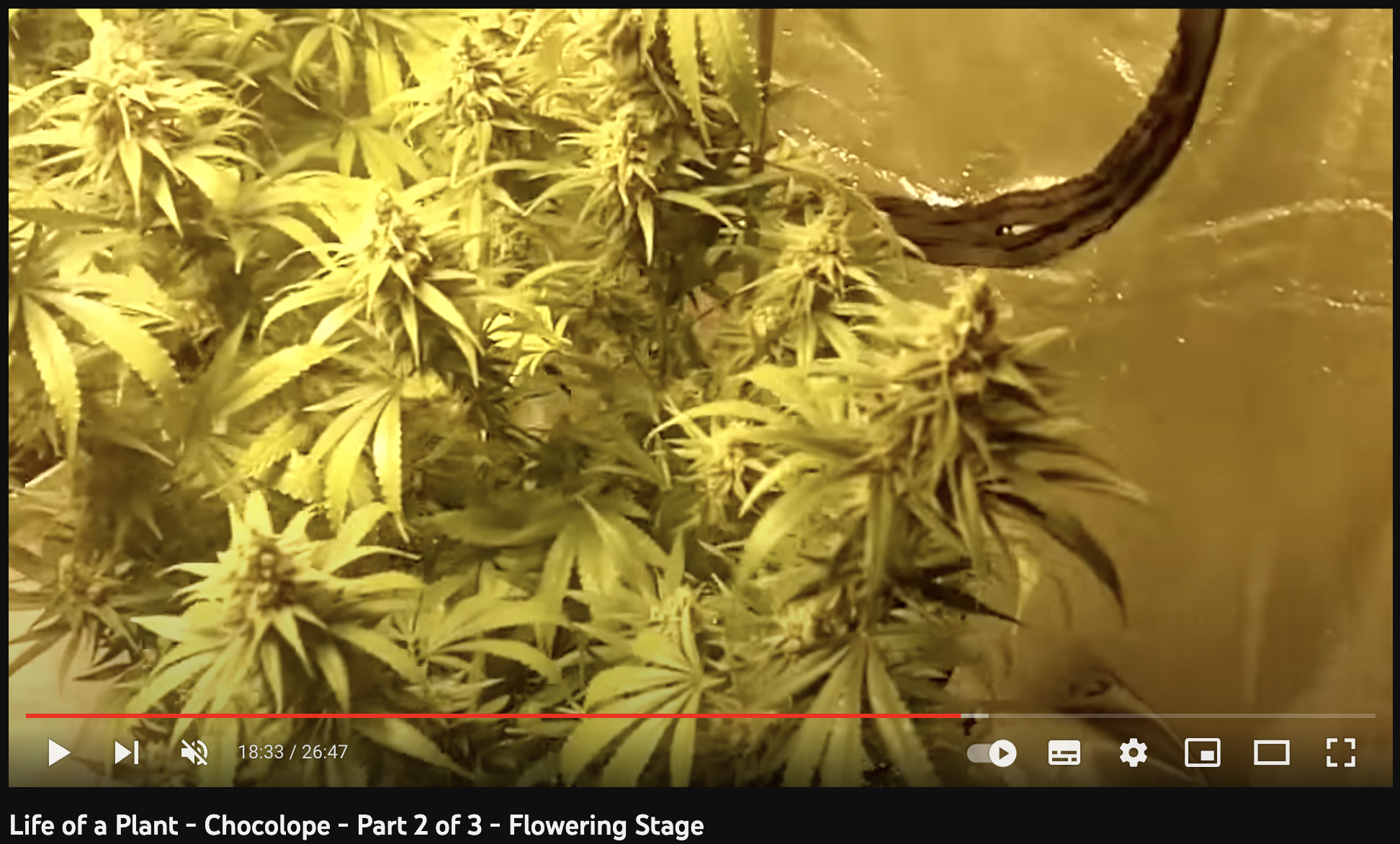 video cannabis xxx