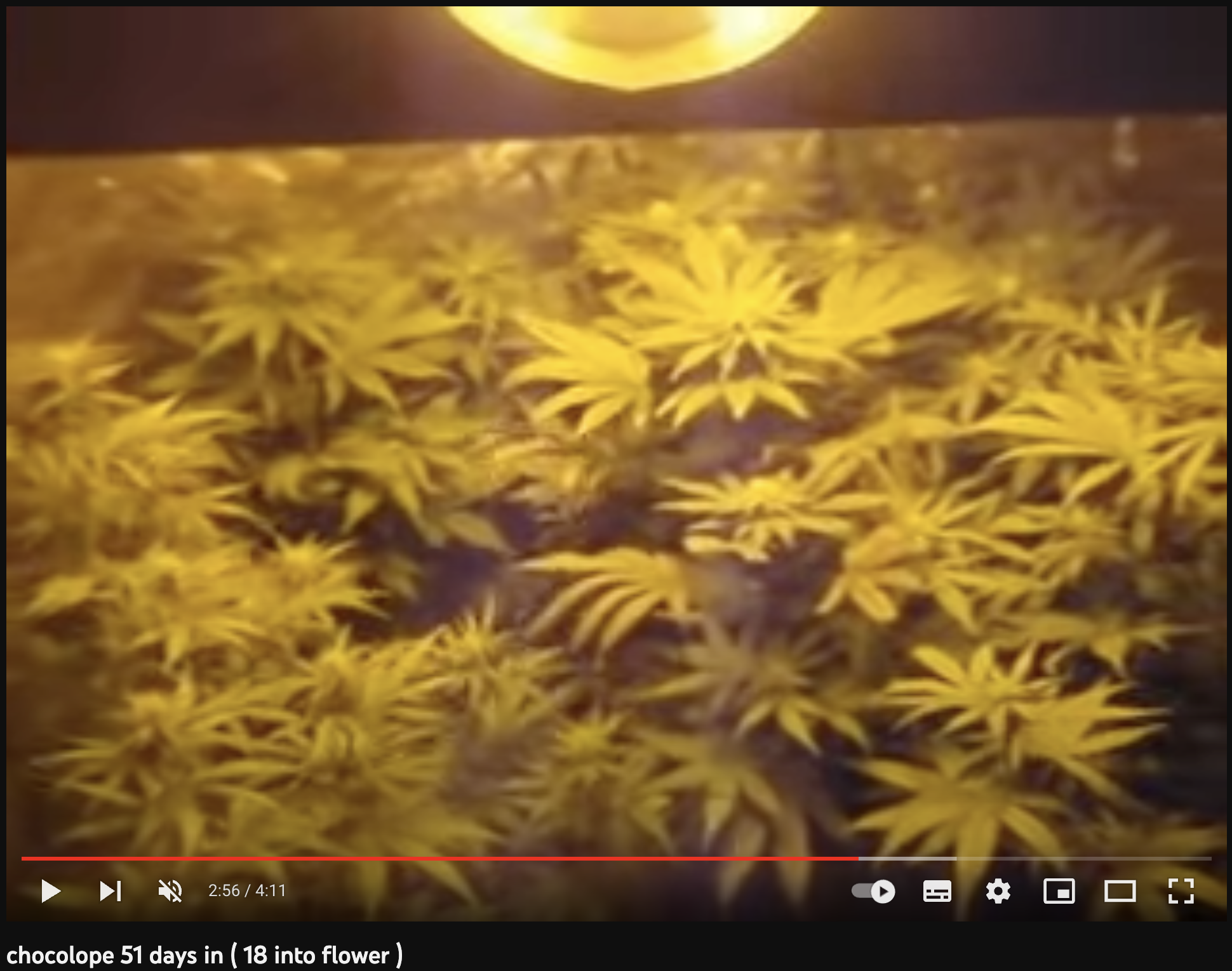 video cannabis xxx