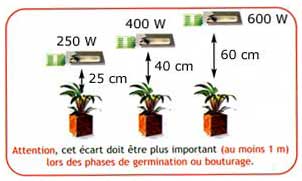 distance-lampe-plante