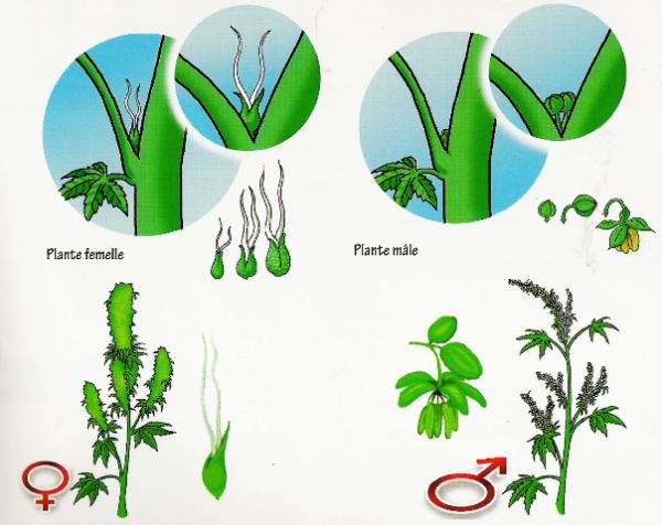 difference-male-femelle-cannabis