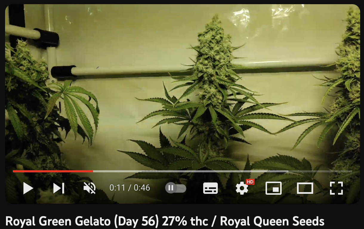 video cannabis Green Gelato