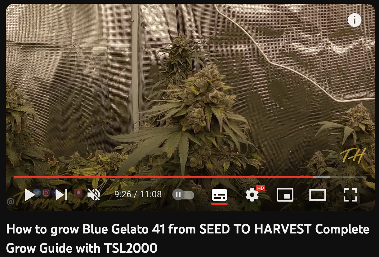 video cannabis Blue Gelato