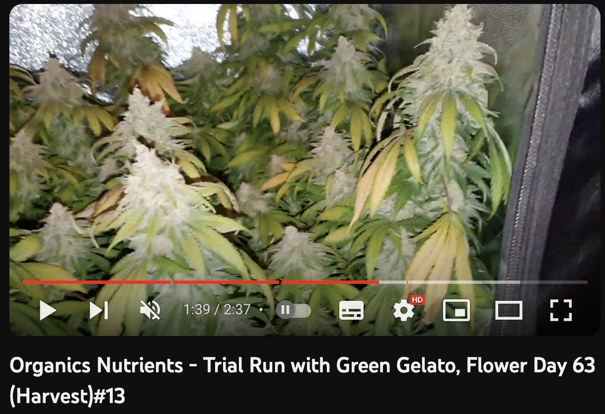 video cannabis Green Gelato