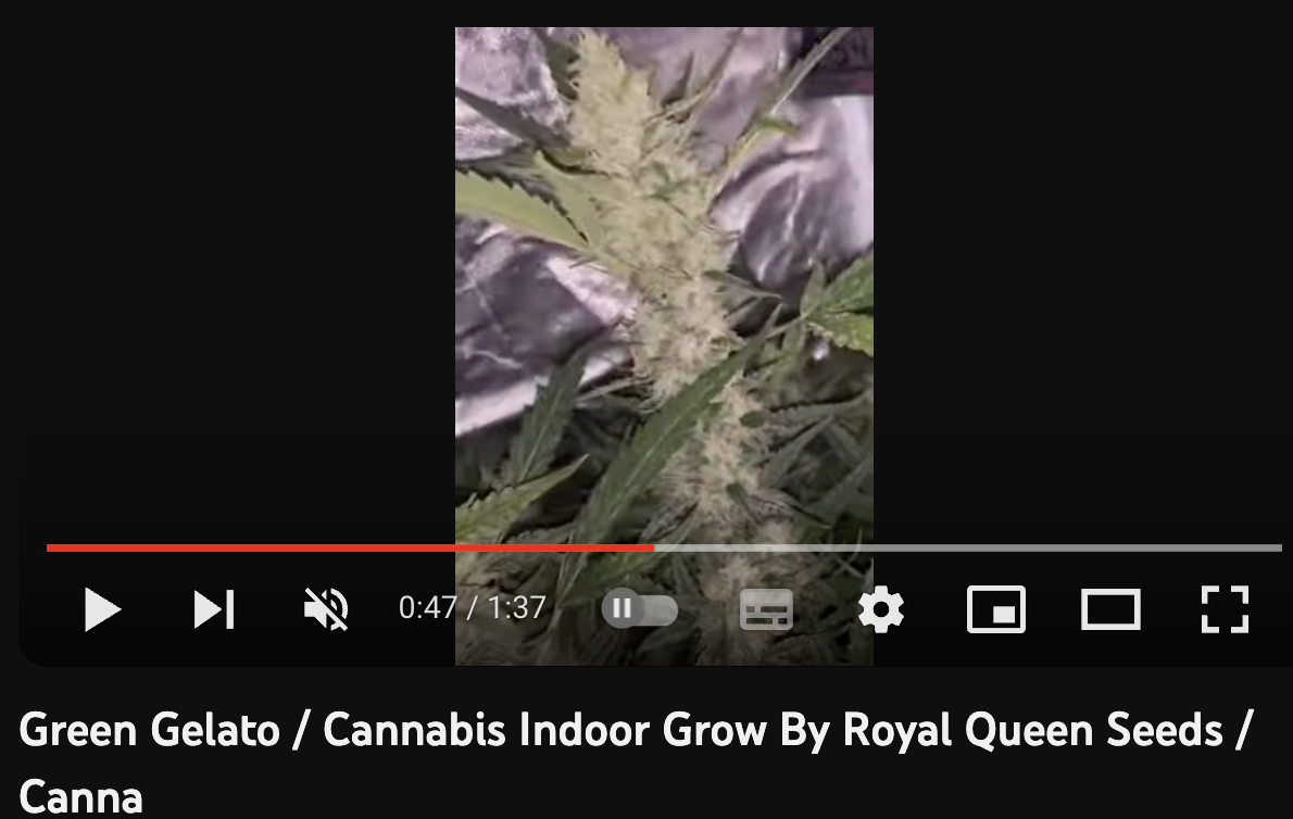 video cannabis Green Gelato