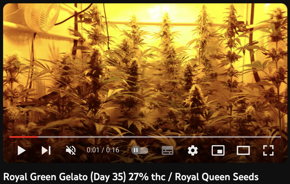 video cannabis Green Gelato