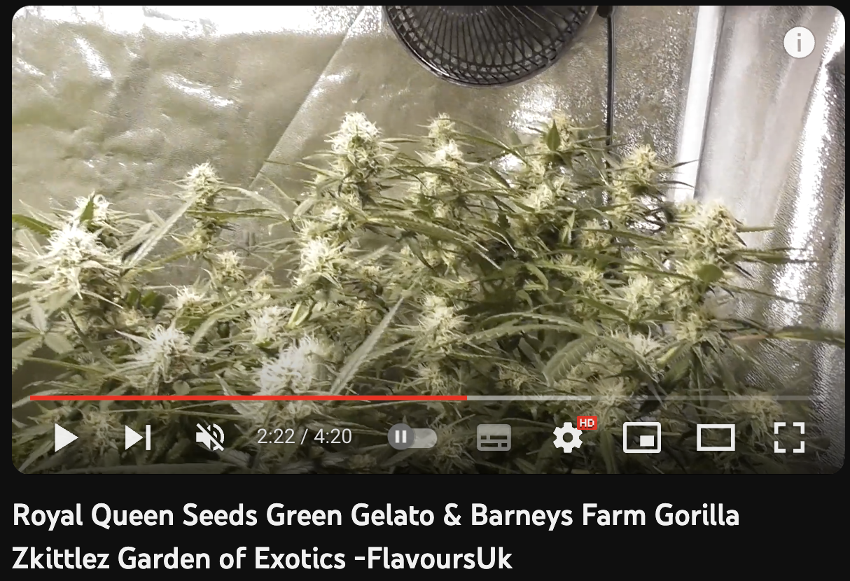 video cannabis Green Gelato