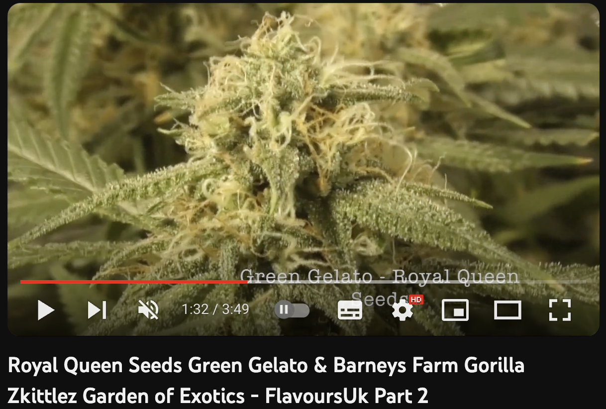 video cannabis Green Gelato