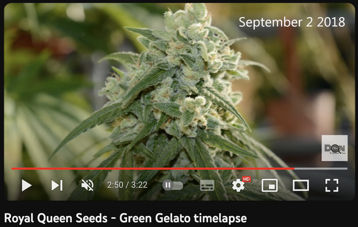 video cannabis Green Gelato