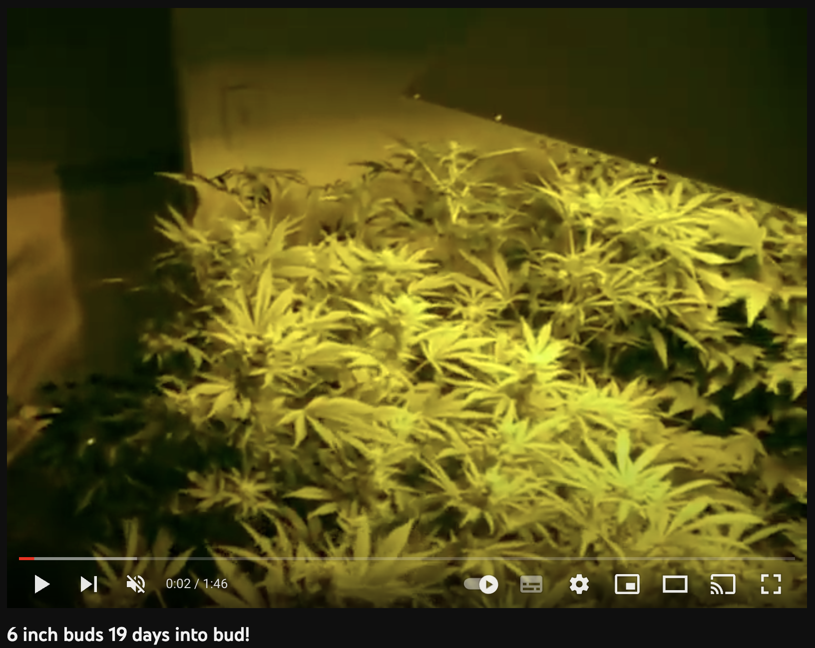 video cannabis xxx