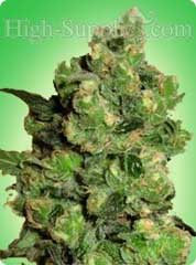 Super Skunk