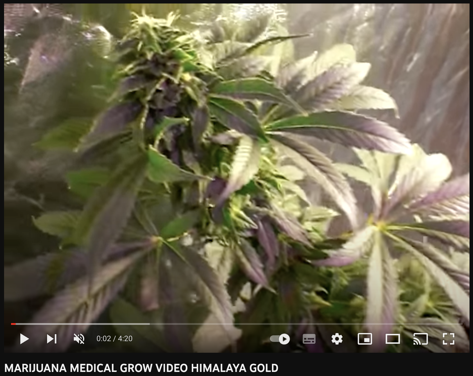 video cannabis xxx