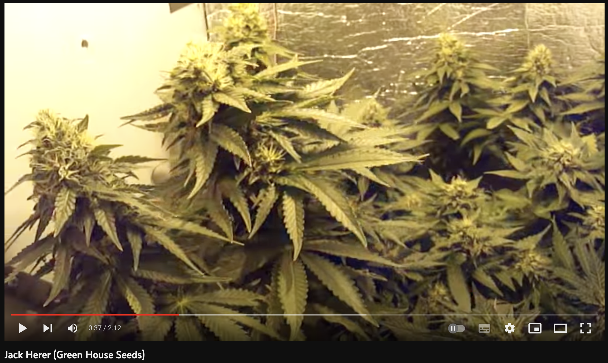 video cannabis xxx