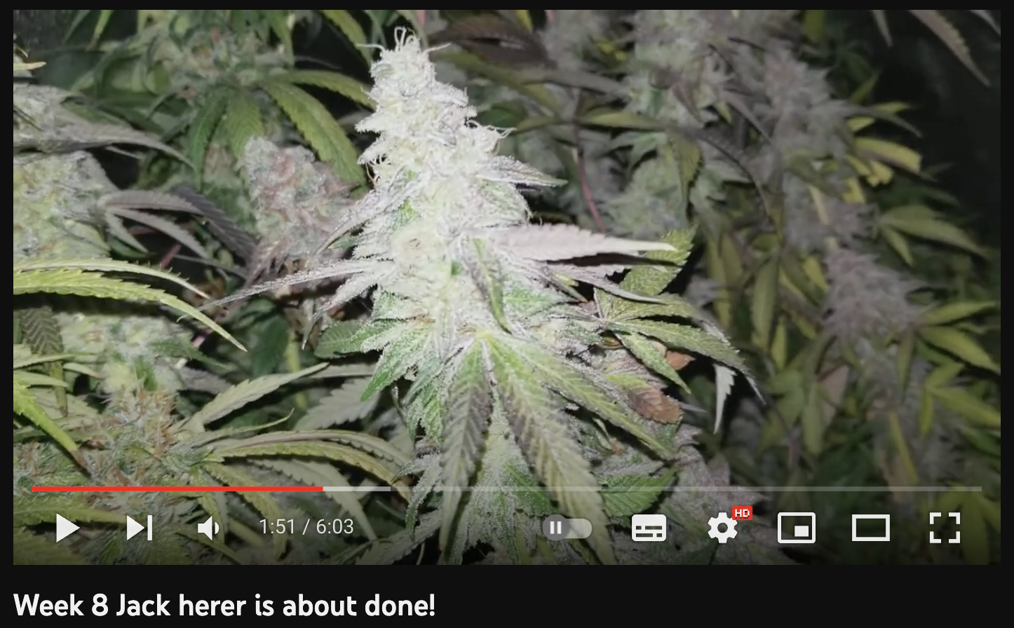 video cannabis xxx