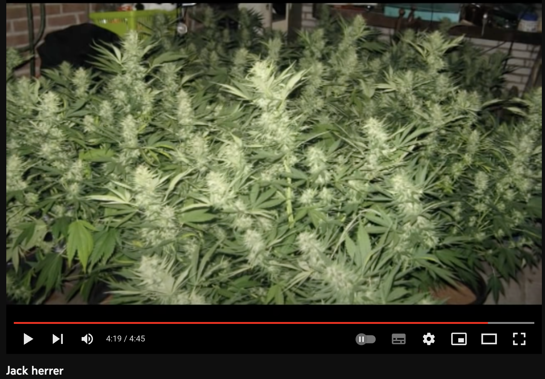 video cannabis xxx