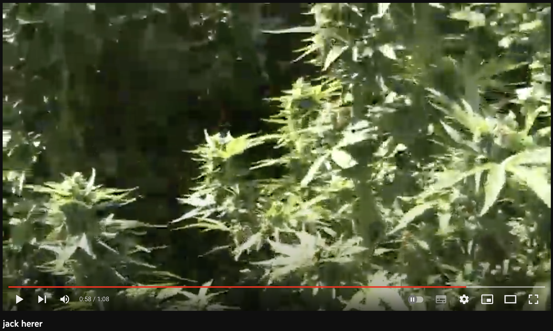 video cannabis xxx