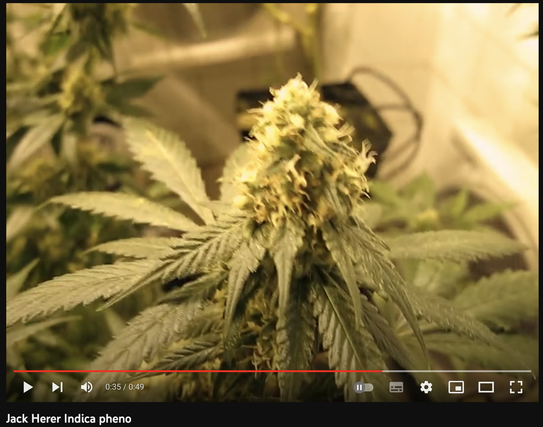 video cannabis xxx