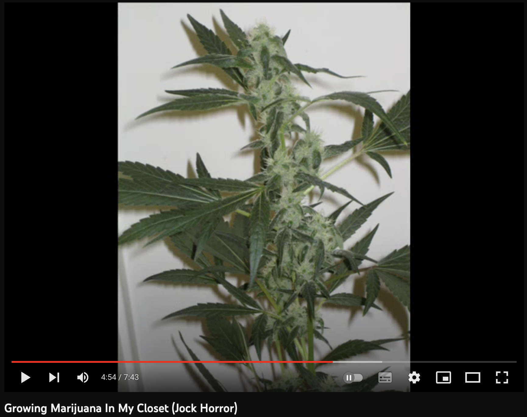 video cannabis xxx