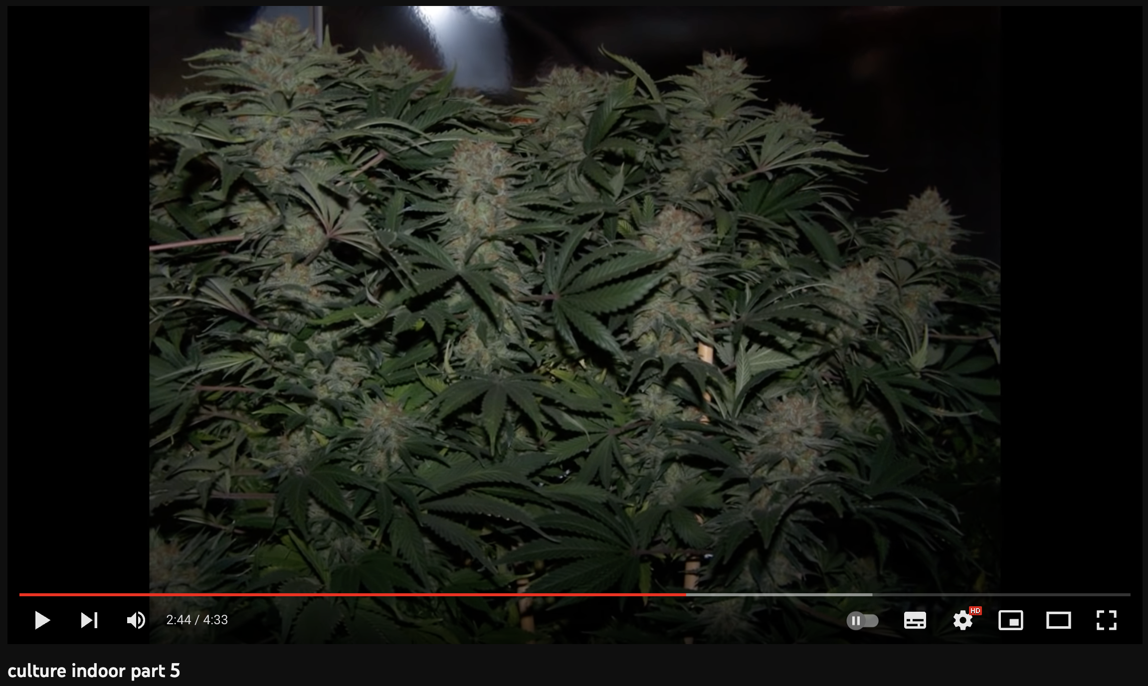 video cannabis xxx