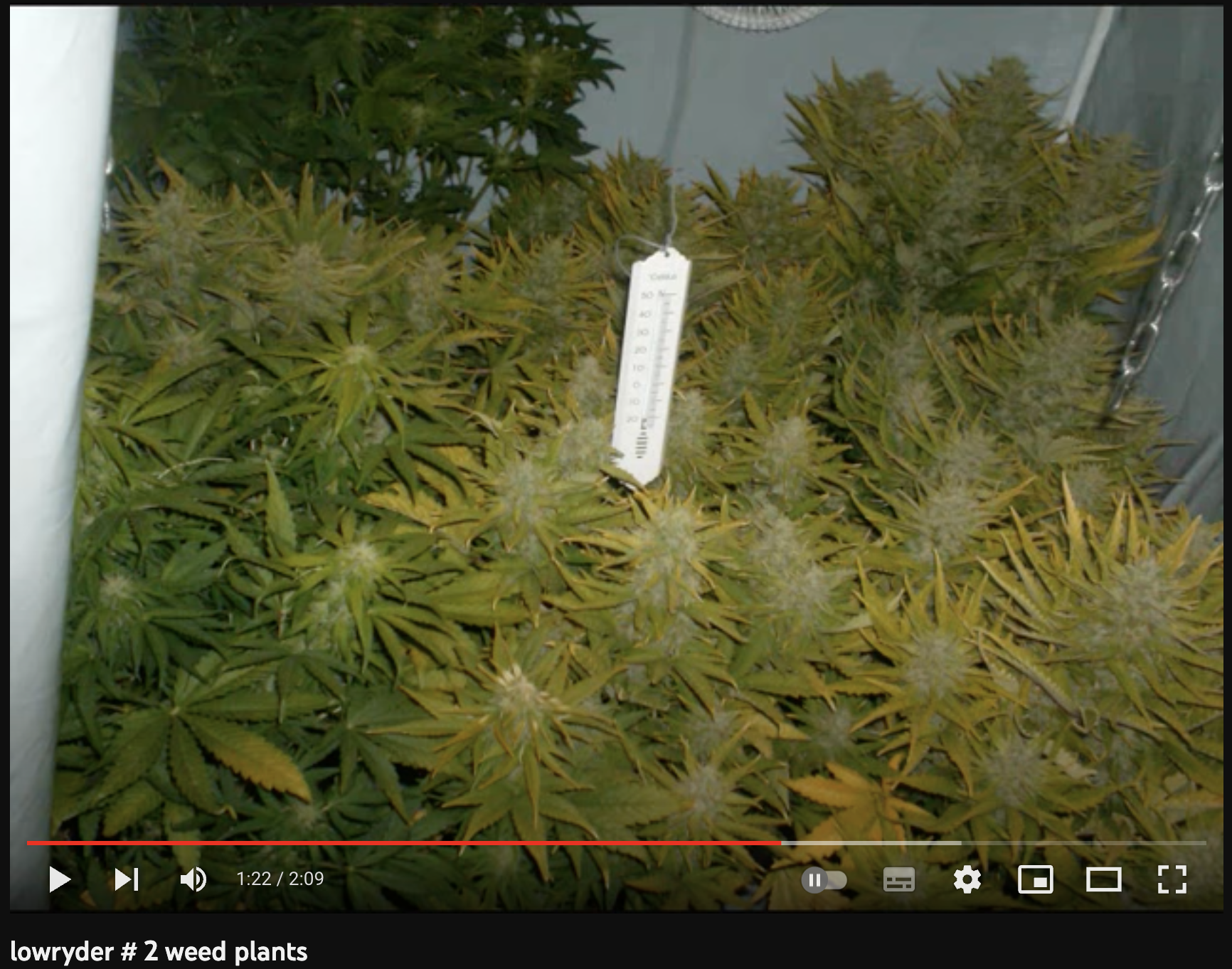 video cannabis xxx