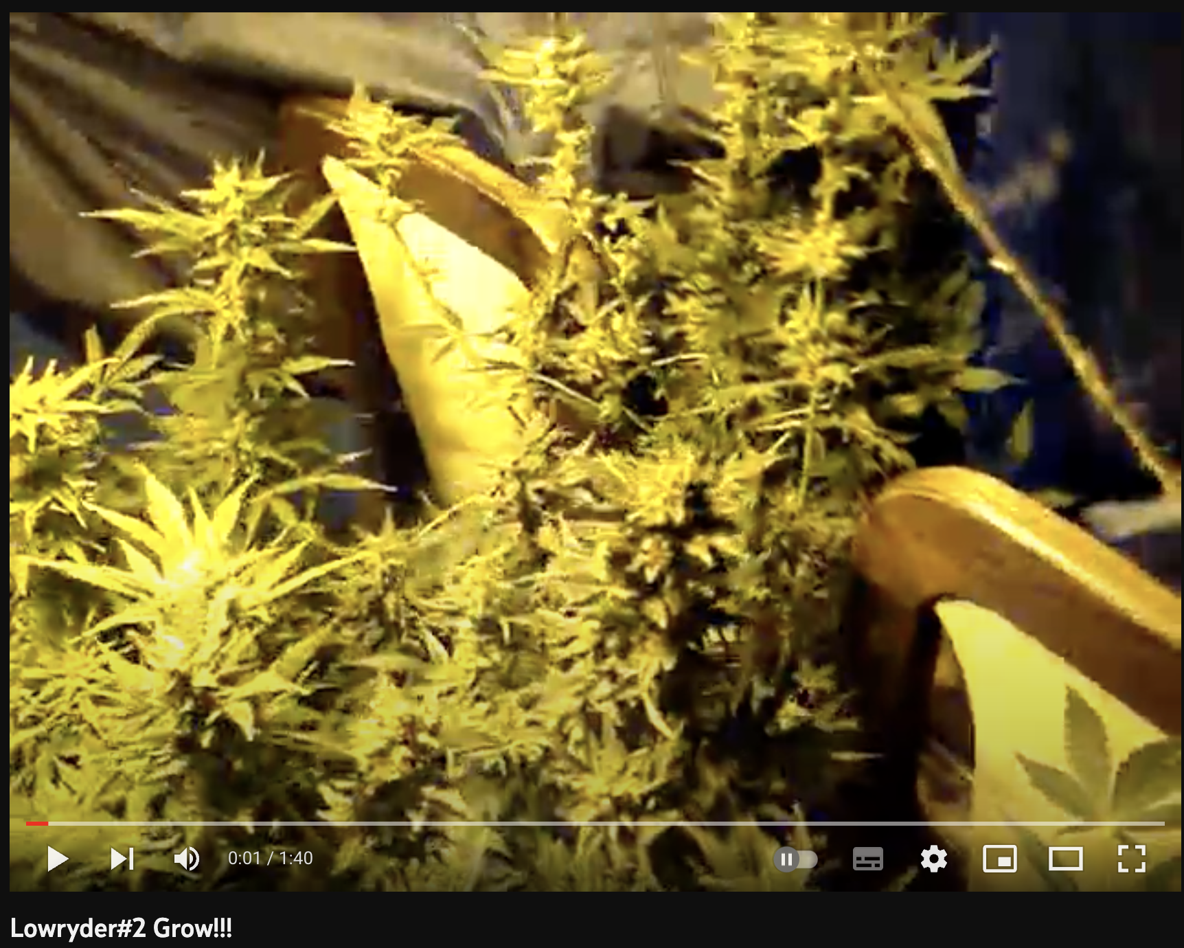 video cannabis xxx